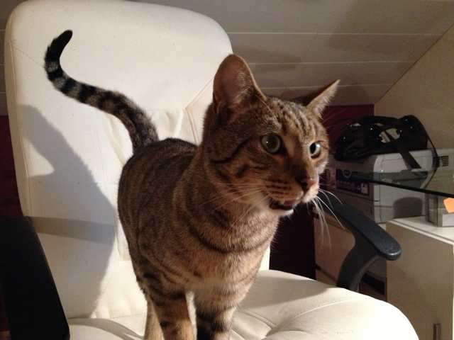 Bengal-Savannah Kater